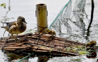 超有愛！西湖里的鴛鴦&ldquo;愛心橋&rdquo;升級(jí)